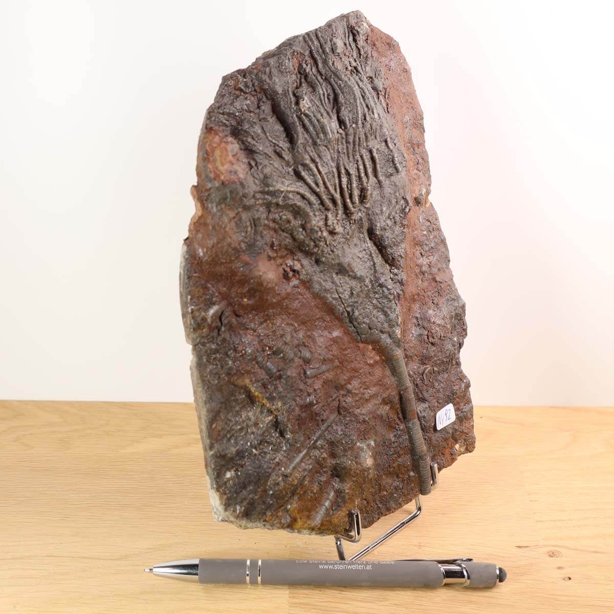 Fossil of Seelilien (Scyphocrinites elegans) on display, 20x14 cm, 425 million years old, unique piece from Morocco.