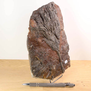 Versteinertes Fossil Seelilien Scyphocrinites elegans 20x14 cm, 425 Millionen Jahre, Unikat Nr. 92, auf Holzstand