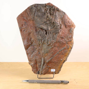 Fossil of Scyphocrinites elegans crinoid from Morocco, 22x17 cm, 425 million years old, unique piece No. 93 on display stand.