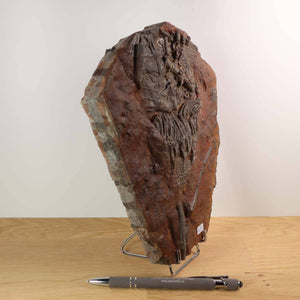 Fossil of Scyphocrinites elegans displayed on a stand, showcasing intricate details and preserved structure, 22x17 cm, unique piece 93.