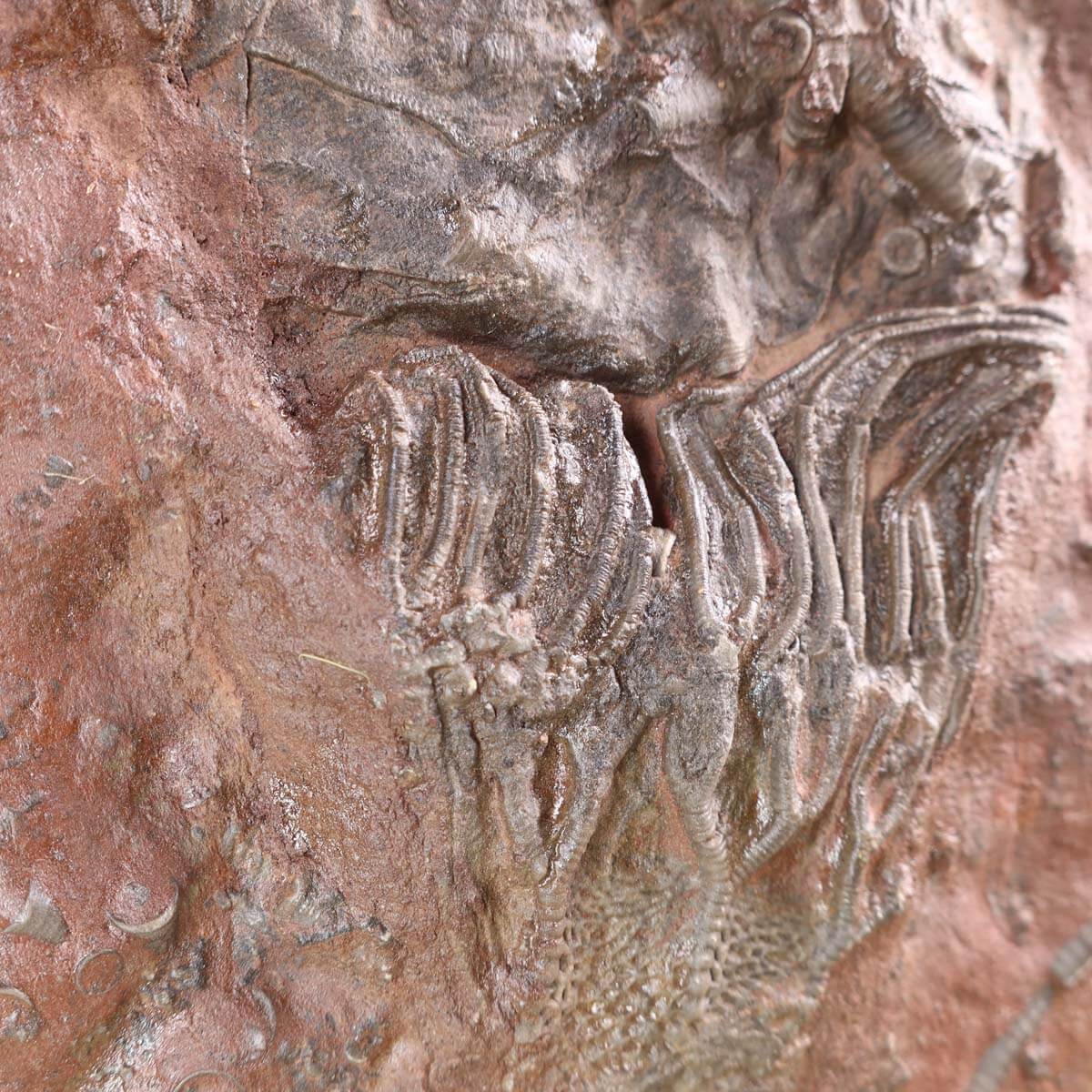 Fossil of Scyphocrinites elegans crinoid from Morocco, 22x17 cm, 425 million years old, unique piece No. 93 on display stand.