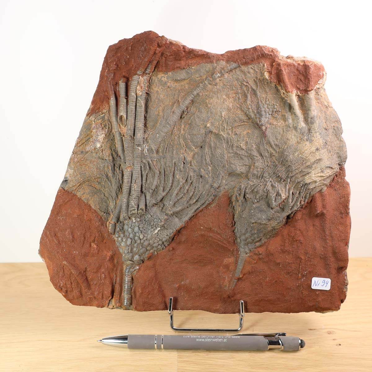 Versteinertes Fossil Seelilien Scyphocrinites elegans auf rotem Fels mit Stiel und Kelch, Unikat Nr. 94, 19x22 cm, 425 Millionen Jahre alt.