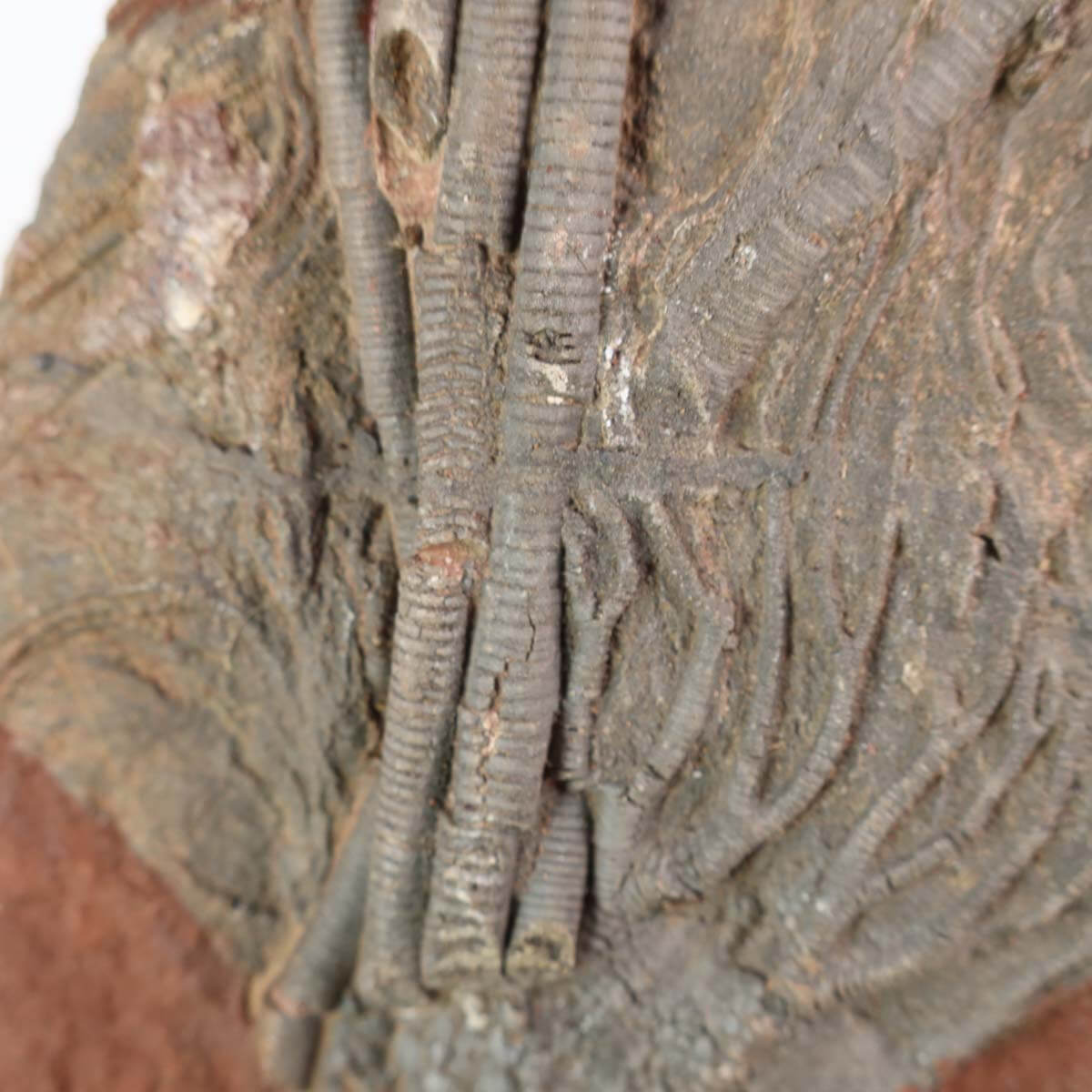 Versteinertes Fossil Seelilien Scyphocrinites elegans auf rotem Fels mit Stiel und Kelch, Unikat Nr. 94, 19x22 cm, 425 Millionen Jahre alt.