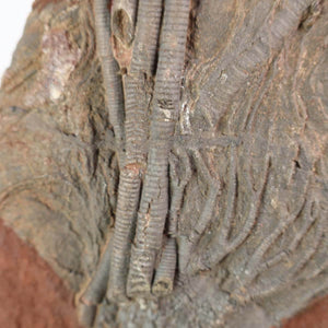 Close-up of a fossilized sea lily Scyphocrinites elegans from Morocco, showcasing intricate details of the stem. Unique piece, 425 million years old.