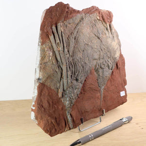 Fossilized sea lilies (Scyphocrinites elegans) from Morocco, unique artwork, 425 million years old, displayed with pen for size reference.