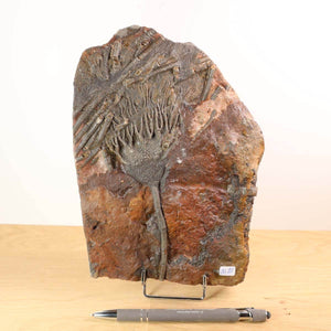 Versteinertes Seelilien-Fossil (Scyphocrinites elegans) aus Marokko, 21x15 cm, einzigartig, 425 Millionen Jahre alt, Unikat Nr. 95.