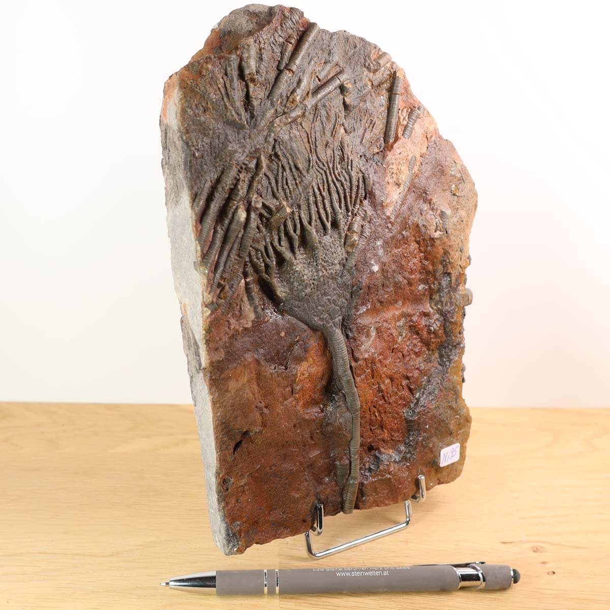 Versteinertes Seelilien-Fossil (Scyphocrinites elegans) aus Marokko, 21x15 cm, einzigartig, 425 Millionen Jahre alt, Unikat Nr. 95.