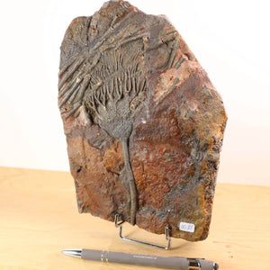 Fossil Scyphocrinites elegans displayed on stand next to pen, showcasing unique marine life from 425 million years ago.