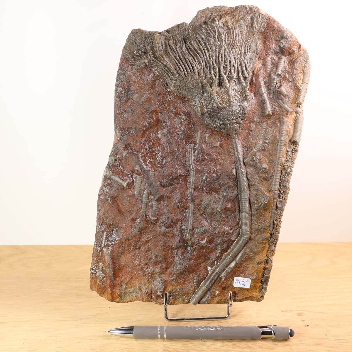 Fossilized crinoid specimen from Morocco, Scyphocrinites elegans, 425 million years old, on display with a pen for scale.