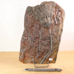 Fossilized crinoid specimen from Morocco, Scyphocrinites elegans, 425 million years old, on display with a pen for scale.