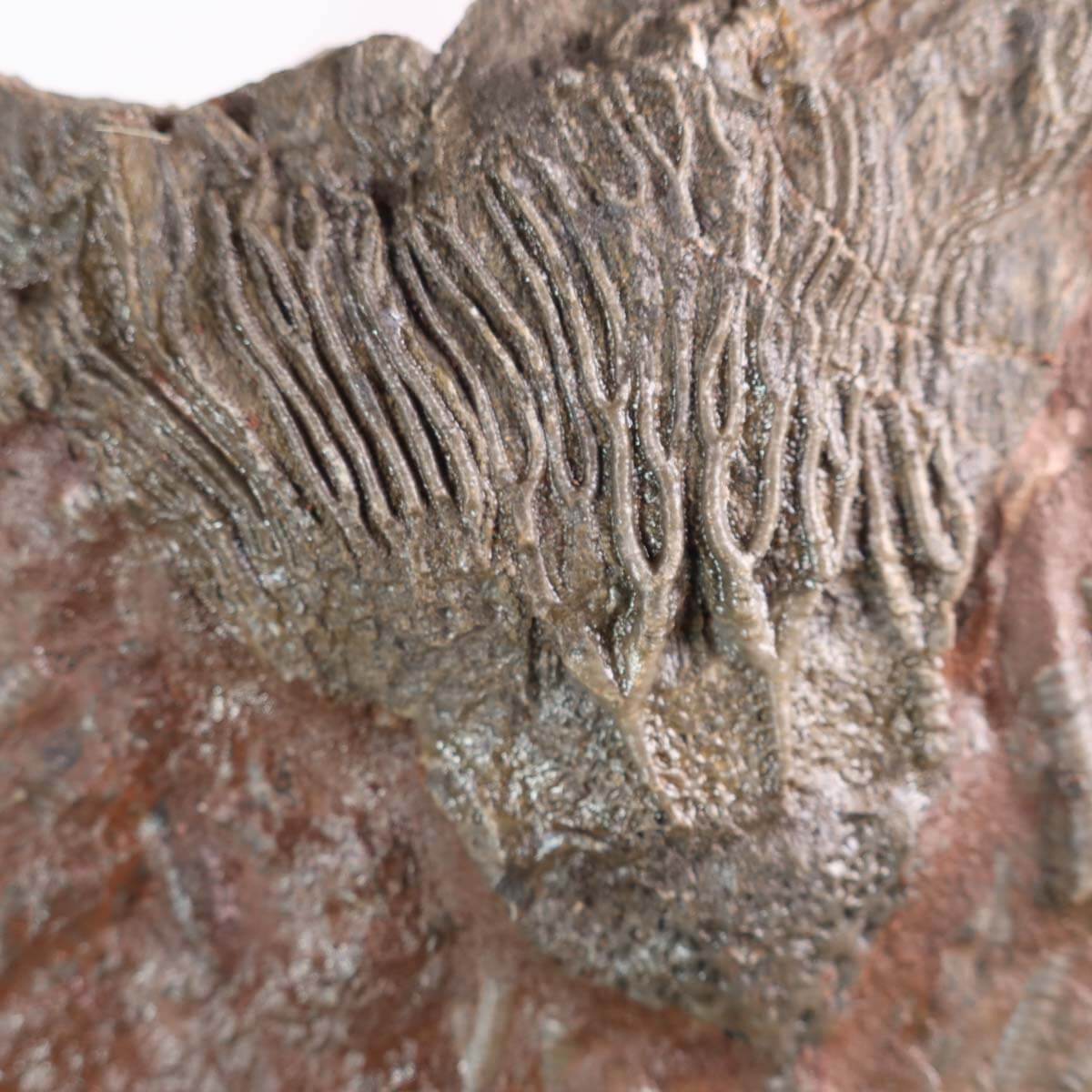 Fossilized crinoid specimen from Morocco, Scyphocrinites elegans, 425 million years old, on display with a pen for scale.