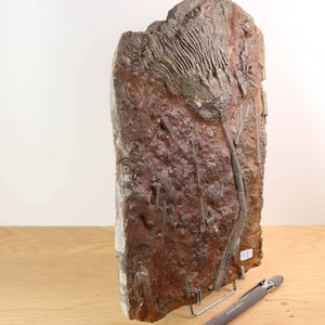 Fossil of Scyphocrinites elegans, sea lily, 425 million years old, displayed on a stand, unique piece No. 96 from Morocco.