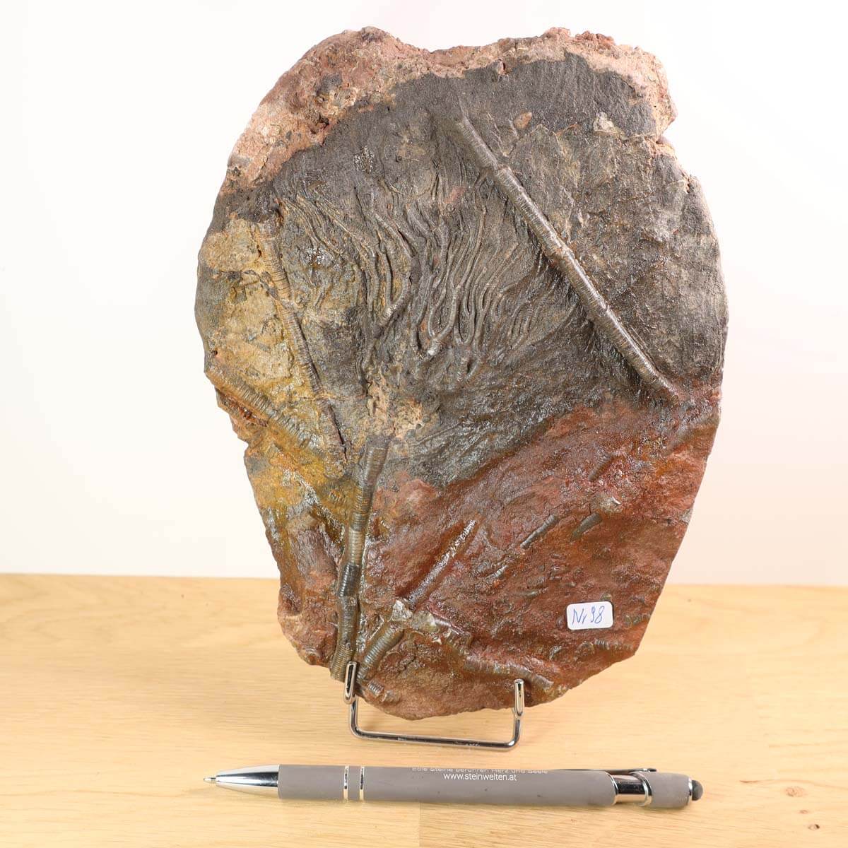 Scyphocrinites elegans fossil on stand with pen for scale, unique piece No. 98, 425 million years old, 19x15 cm.