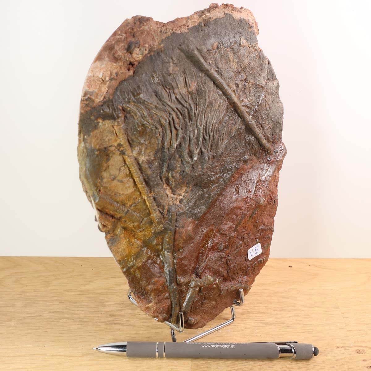 Scyphocrinites elegans fossil on stand with pen for scale, unique piece No. 98, 425 million years old, 19x15 cm.
