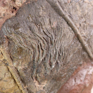 Close-up of a fossilized crinoid (Scyphocrinites elegans) from Morocco, showcasing delicate stem structure, 425 million years old.