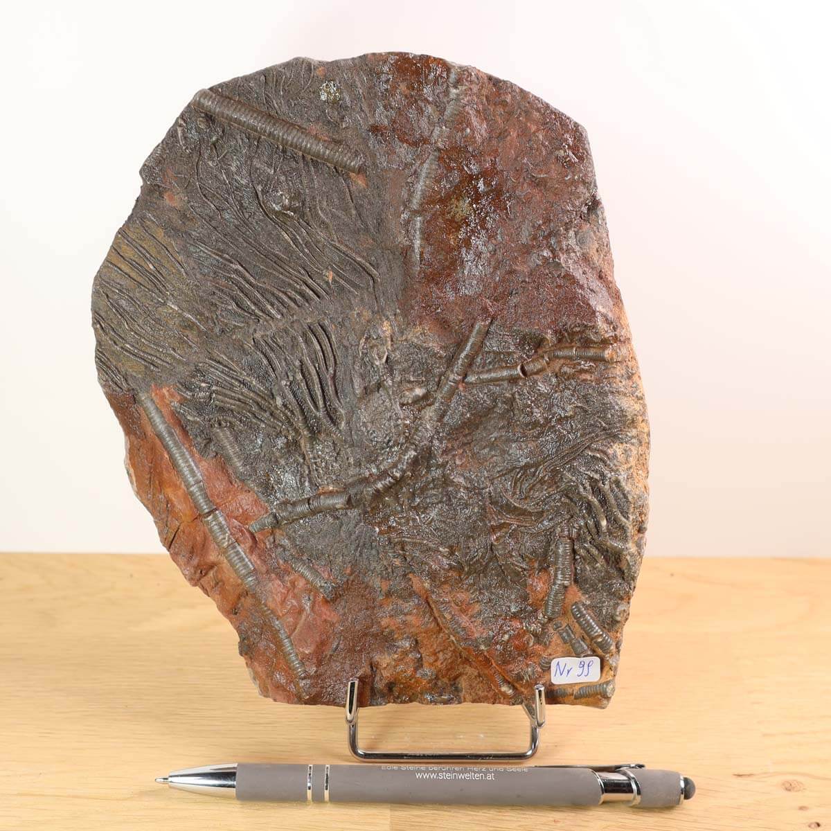 Fossilized Seelilien (Scyphocrinites elegans) on display stand, measuring 18x14 cm, showcasing unique marine life from 425 million years ago.