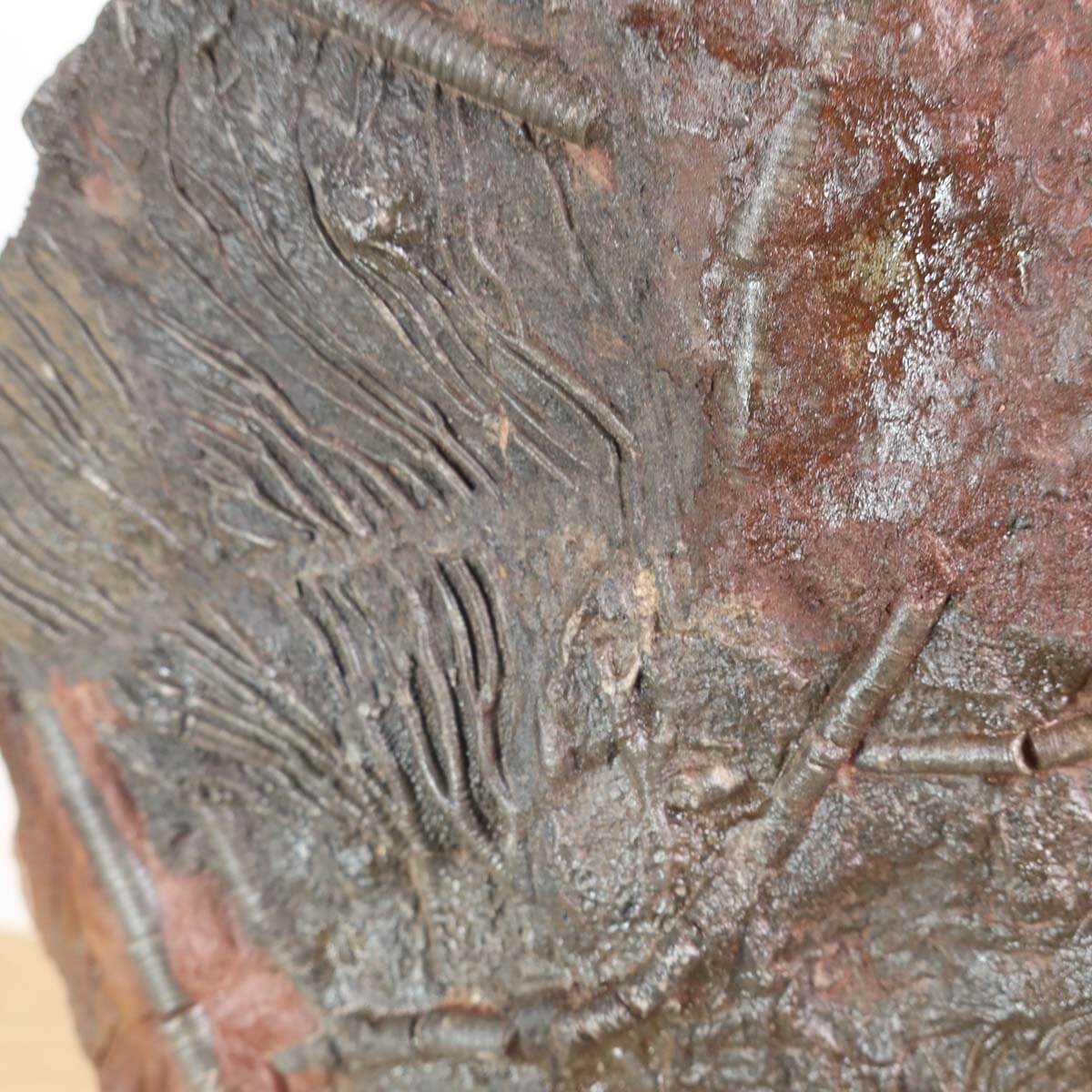 Fossilized Seelilien (Scyphocrinites elegans) on display stand, measuring 18x14 cm, showcasing unique marine life from 425 million years ago.