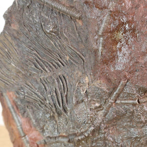 Versteinertes Fossil Seelilien Scyphocrinites elegans, 18x14 cm, 425 Millionen Jahre alt, einzigartiges Naturkunstwerk aus Marokko