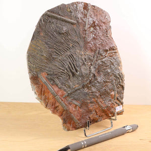 Versteinertes Fossil - Seelilien (Scyphocrinites elegans) aus Marokko, 18x14 cm, 425 Millionen Jahre, Unikat Nr. 99