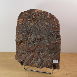 Versteinertes Scyphocrinites elegans Fossil, 16x13 cm, 425 Millionen Jahre, Unikat Nr. 9, auf Holz-Display präsentiert.