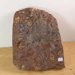 Versteinertes Seelilien-Fossil (Scyphocrinites elegans) aus Marokko, einzigartiges Naturkunstwerk, 16x13 cm, 425 Millionen Jahre alt.