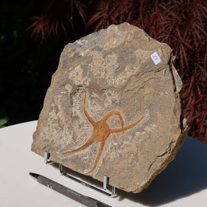 Versteinertes Fossil - Seestern (Schlangensterne Ophiura sp.) 465 Millionen Jahre - 20x19 cm - Nr. 17 auf einem Ständer