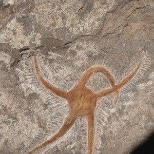 Versteinertes Fossil - Seestern (Schlangensterne Ophiura sp.) 465 Millionen Jahre - 20x19 cm - Nr. 17 in Nahaufnahme