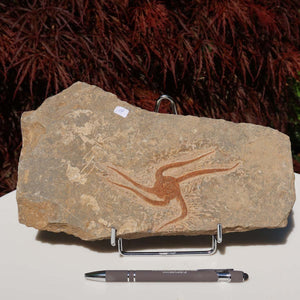 Versteinertes Fossil - Seestern (Schlangensterne Ophiura sp.) 465 Millionen Jahre - 26x16 cm - Nr. 19