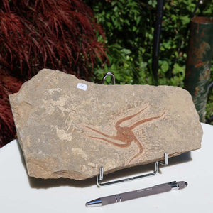 Versteinertes Fossil - Seestern (Schlangensterne Ophiura sp.) 465 Millionen Jahre - 26x16 cm - Nr. 19, naturbelassenes Fossil auf Tisch