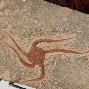 Versteinertes Fossil - Seestern (Schlangensterne Ophiura sp.) 465 Millionen Jahre - 26x16 cm - Nr. 19, natürliche Detailgenauigkeit