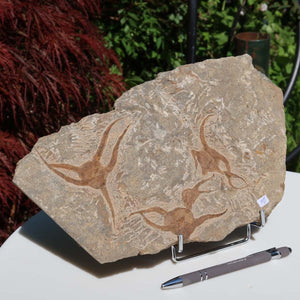 Versteinertes Fossil - Seestern (Schlangensterne Ophiura sp.) 465 Millionen Jahre - 30x17 cm - Nr. 20 auf einem Tisch ausgestellt