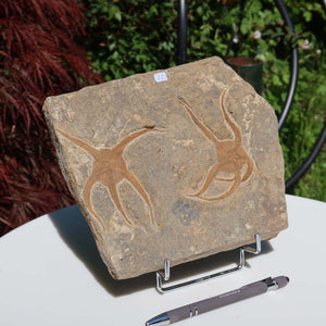 Versteinertes Fossil - Seestern (Schlangensterne Ophiura sp.) 465 Millionen Jahre - 21x17 cm - Nr. 23 auf Ständer