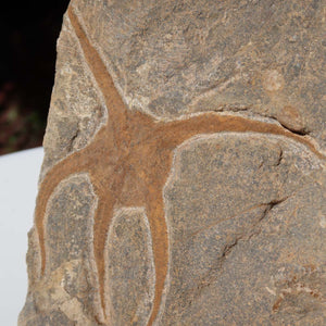 Versteinertes Fossil - Seestern (Schlangensterne Ophiura sp.) 465 Millionen Jahre - 21x17 cm - Nr. 23 Detailansicht