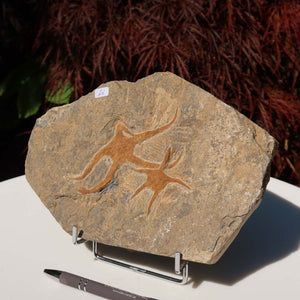 Versteinertes Fossil - Seestern (Schlangensterne Ophiura sp.) 465 Millionen Jahre - 22x15 cm - Nr. 25