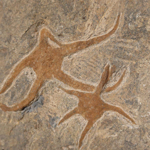 Versteinertes Fossil - Seestern (Schlangensterne Ophiura sp.) 465 Millionen Jahre - 22x15 cm - Nr. 25 fossil detail