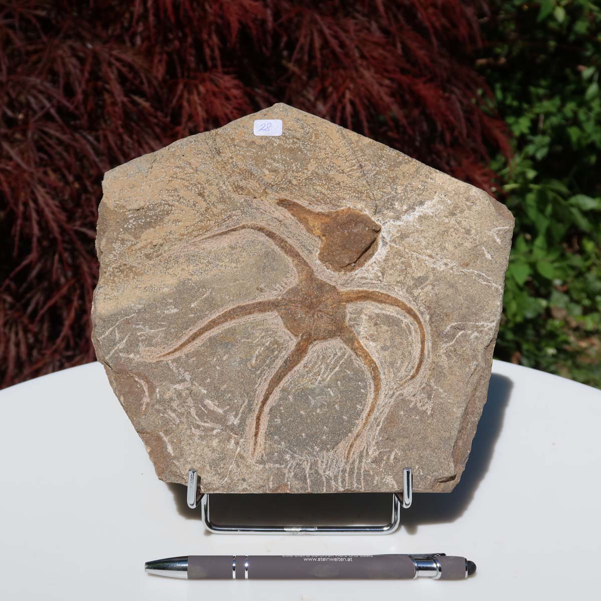 Versteinertes Fossil - Seestern (Schlangensterne Ophiura sp.) 465 Millionen Jahre - 18x18 cm - Nr. 28