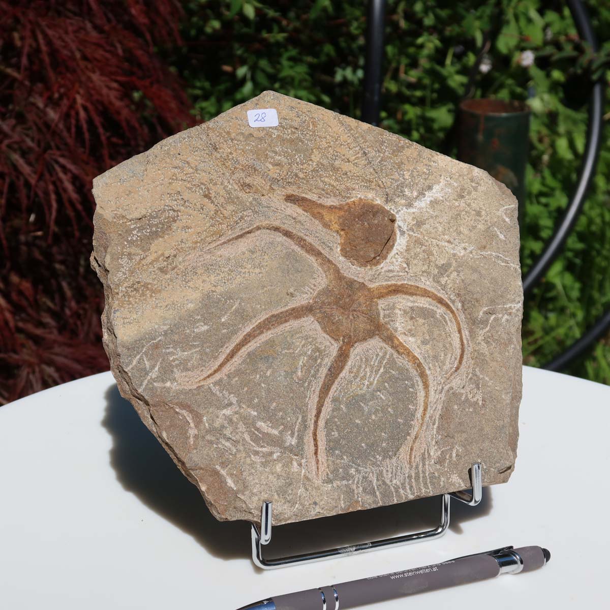 Versteinertes Fossil - Seestern (Schlangensterne Ophiura sp.) 465 Millionen Jahre - 18x18 cm - Nr. 28