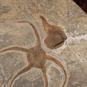 Versteinertes Fossil - Seestern (Schlangensterne Ophiura sp.) 465 Millionen Jahre - 18x18 cm - Nr. 28 detail view