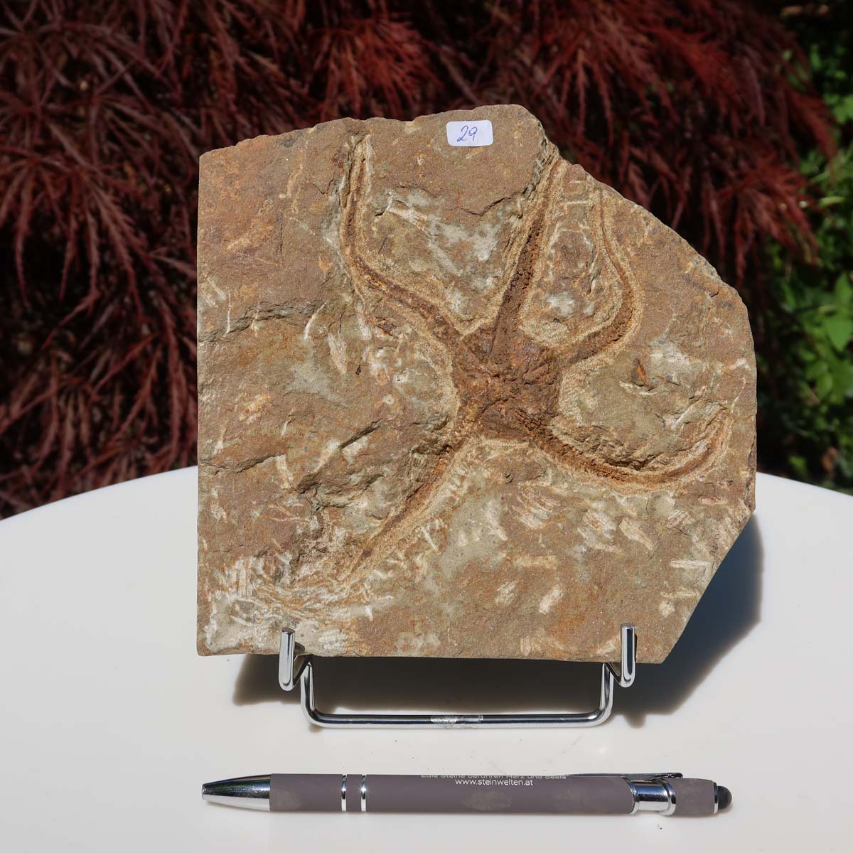 Versteinertes Fossil - Seestern (Schlangensterne Ophiura sp.) 465 Millionen Jahre - 16x16 cm - Nr. 29 auf einem Ständer