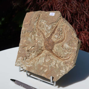 Versteinertes Fossil - Seestern (Schlangensterne Ophiura sp.) 465 Millionen Jahre - 16x16 cm - Nr. 29 aus Marokko