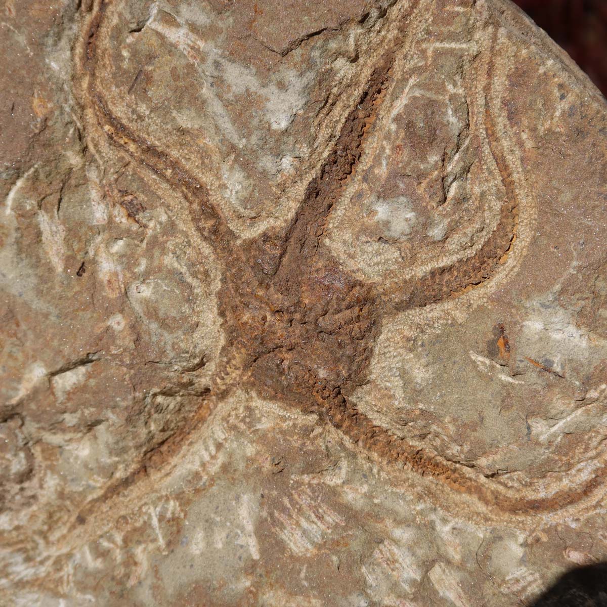 Versteinertes Fossil - Seestern (Schlangensterne Ophiura sp.) 465 Millionen Jahre - 16x16 cm - Nr. 29 auf einem Ständer