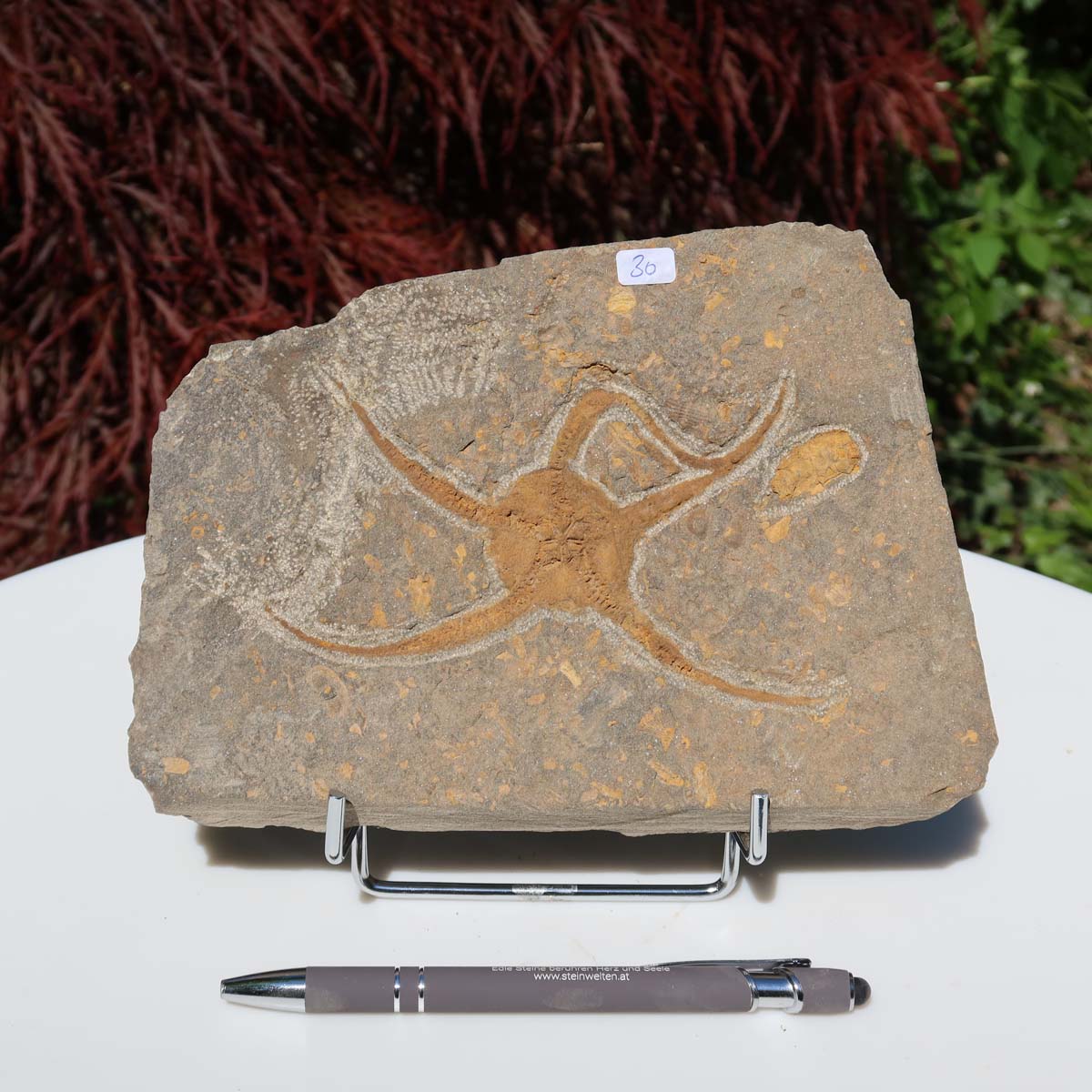 Versteinertes Fossil - Seestern (Schlangensterne Ophiura sp.) 465 Millionen Jahre - 19x13 cm - Nr. 30, natürliche Schönheit aus Marokko