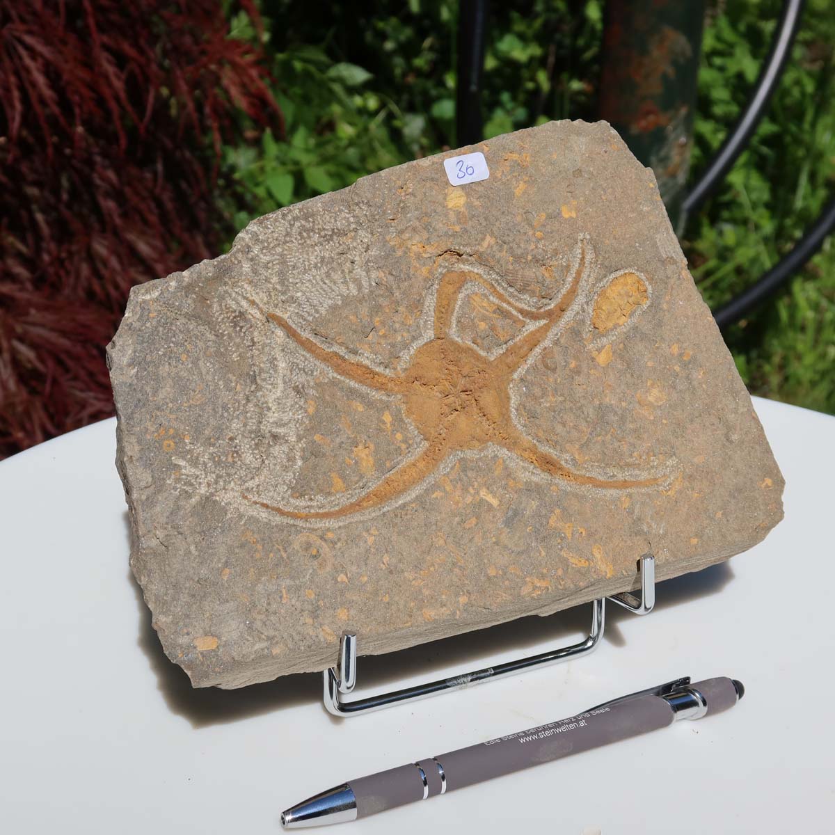 Versteinertes Fossil - Seestern (Schlangensterne Ophiura sp.) 465 Millionen Jahre - 19x13 cm - Nr. 30, natürliche Schönheit aus Marokko