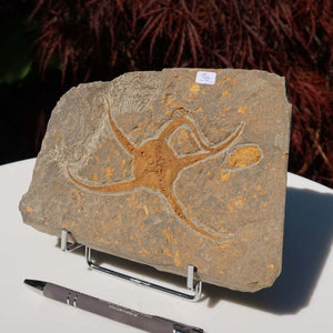 Versteinertes Fossil - Seestern (Schlangensterne Ophiura sp.) 465 Millionen Jahre - 19x13 cm - Nr. 30 aus Marokko