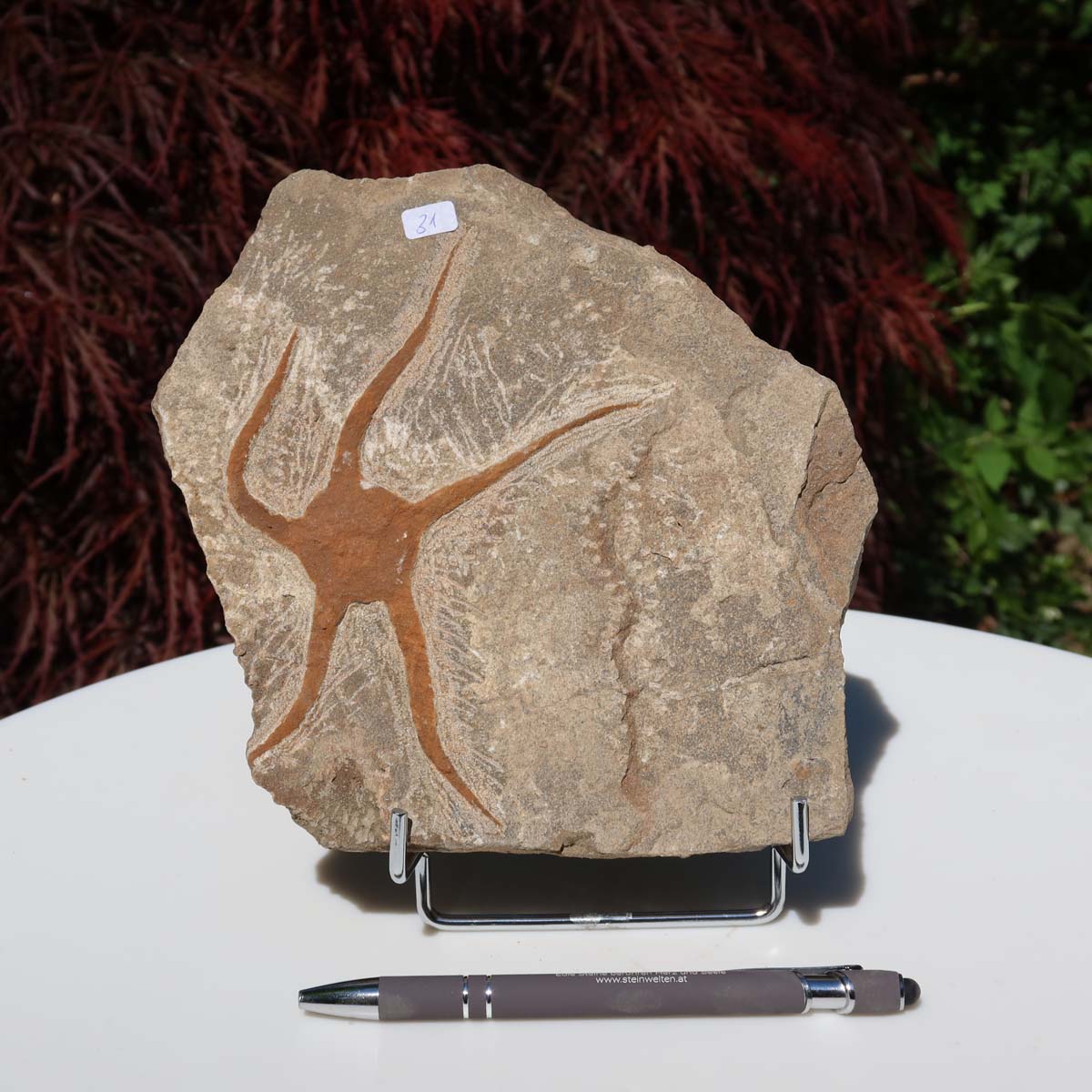 Versteinertes Fossil - Seestern (Schlangensterne Ophiura sp.) 465 Millionen Jahre - 17x17 cm - Nr. 31 auf Ausstellungshalter
