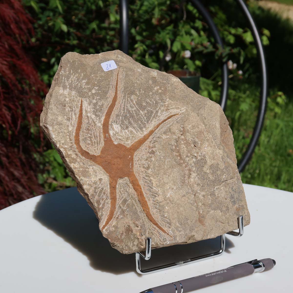 Versteinertes Fossil - Seestern (Schlangensterne Ophiura sp.) 465 Millionen Jahre - 17x17 cm - Nr. 31 auf Ausstellungshalter