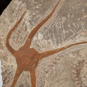 Versteinertes Fossil - Seestern (Schlangensterne Ophiura sp.) 465 Millionen Jahre - 17x17 cm - Nr. 31, Detailaufnahme