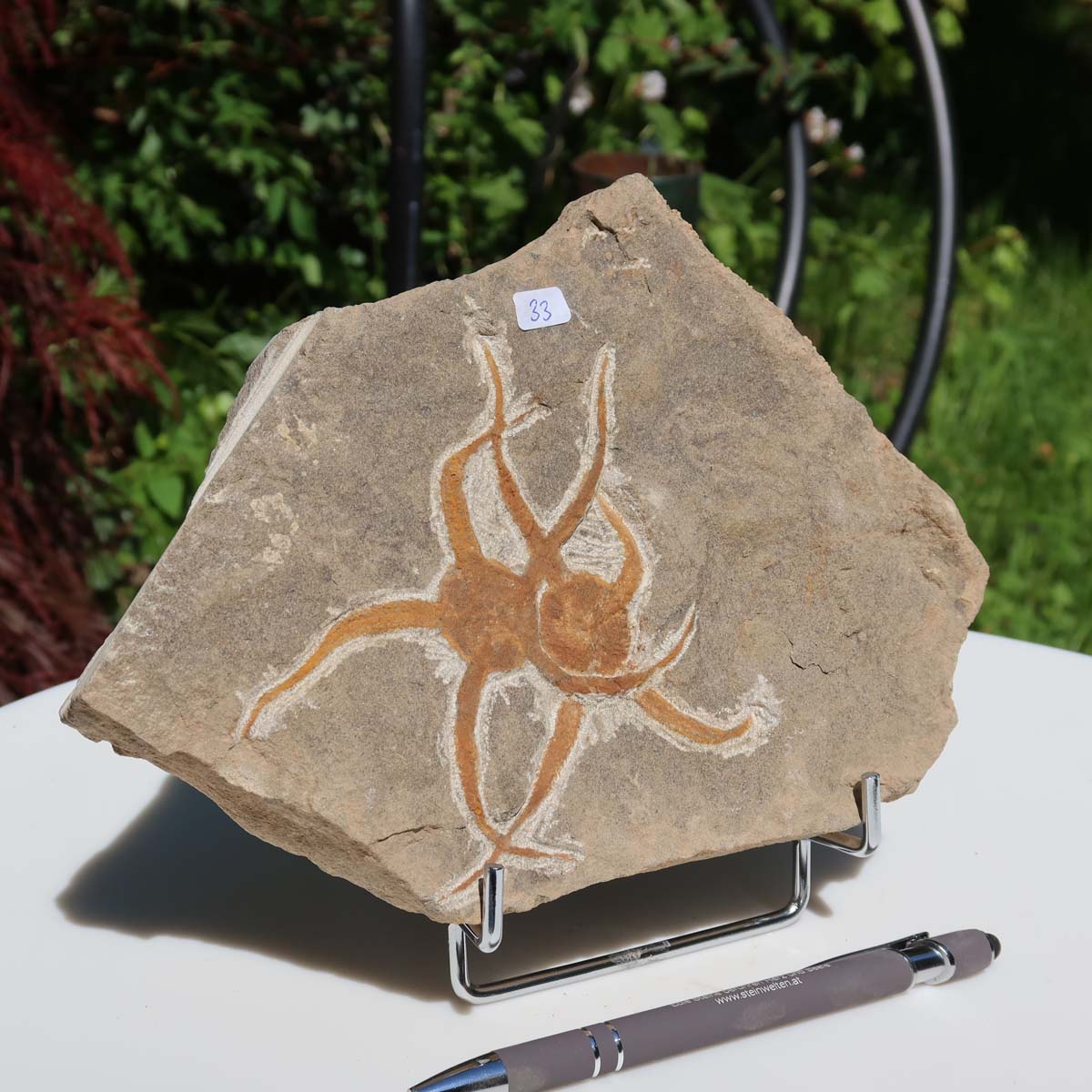 Versteinertes Fossil - Seestern (Schlangensterne Ophiura sp.) 465 Millionen Jahre - 22x15 cm - Nr. 33, auf Ständer dargestellt