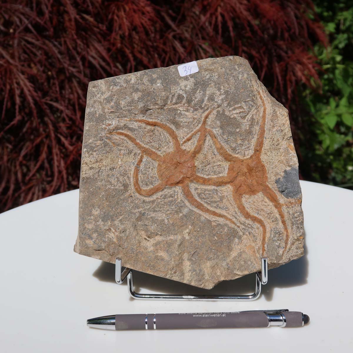 Versteinertes Fossil - Seestern (Schlangensterne Ophiura sp.) 465 Millionen Jahre - 15x15 cm - Nr. 34, Steinplatte mit feinen Details