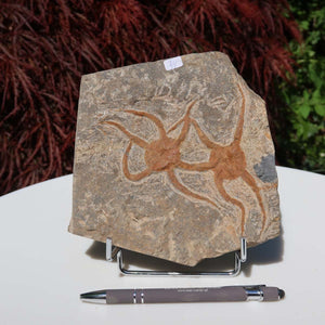 Versteinertes Fossil - Seestern (Schlangensterne Ophiura sp.) 465 Millionen Jahre - 15x15 cm - Nr. 34, Steinplatte mit feinen Details